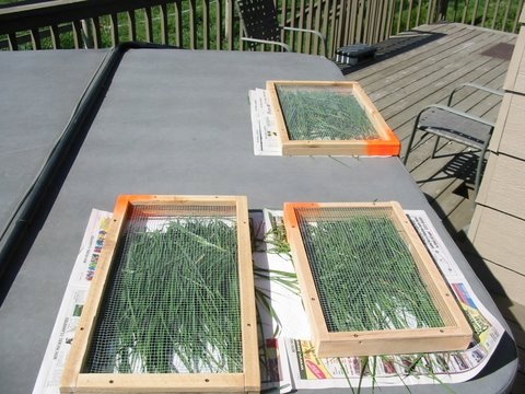 sweetgrass