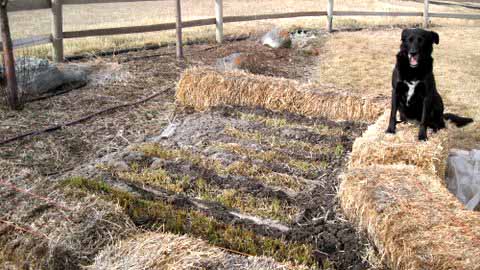 sweetgrass