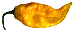 Fatali pepper