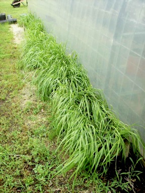 sweetgrass