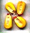 Corn Amarillo