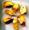 Corn Chlpi