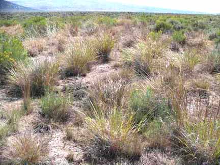 Great Basin restoration