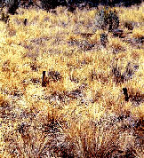 Great 
Basin restoration