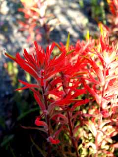 Indian paintbrush