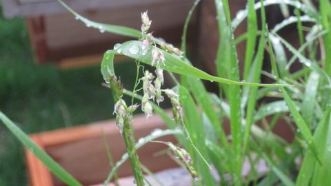 sweetgrass