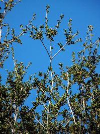 Oak leaves