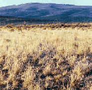 Great Basin restoration