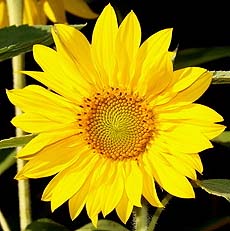 Sunflower black seeded