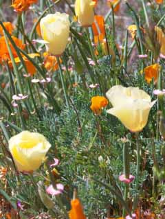 California poppies