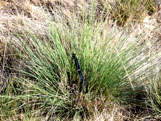 stipa