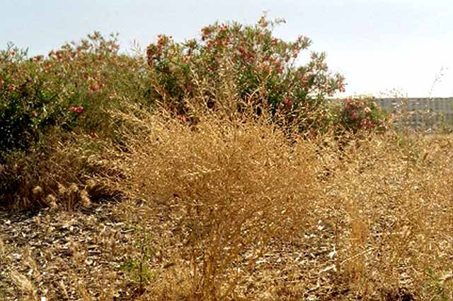Sahara mustard