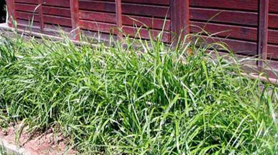 sweetgrass plant