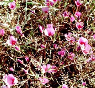 Farewell to spring wildflower