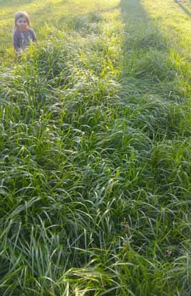 sweetgrass plants