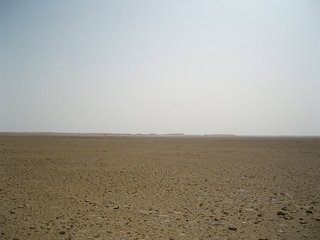 megatransect