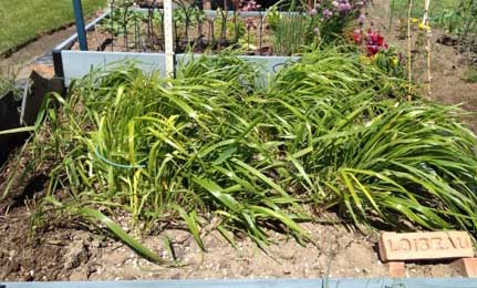 Sweetgrass plants