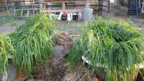 Sweetgrass plant