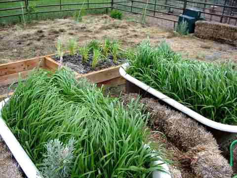 sweetgrass plant