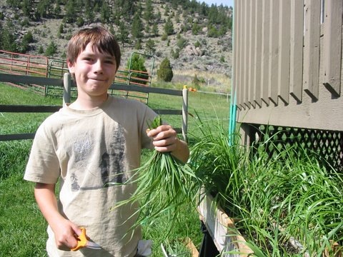 Sweetgrass plants, customer examples from around the United States, A-M