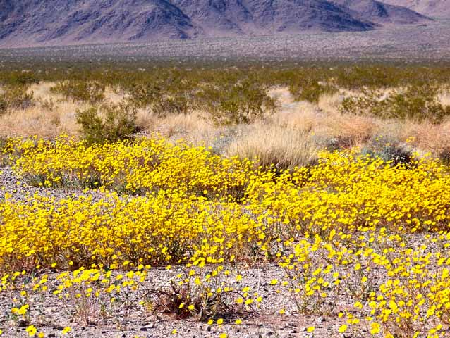 Desert flowers