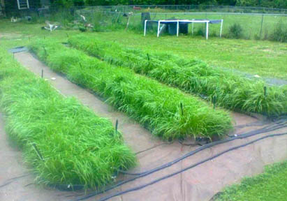 sweetgrass plants