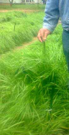 sweetgrass plants