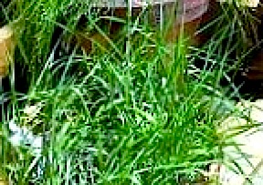 sweetgrass plants