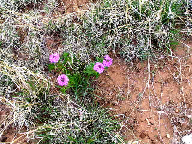 New Mexico