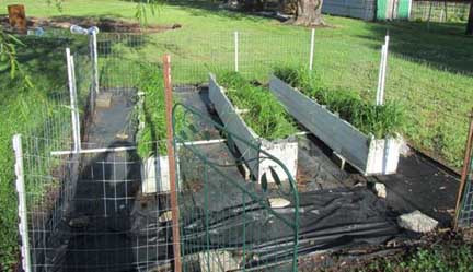 sweetgrass plants