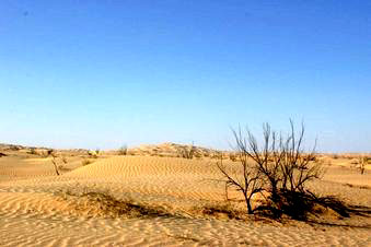 Oman vegetation