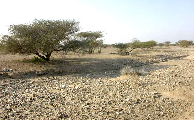 Oman vegetation