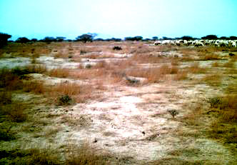 Saudi vegetation