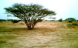 Saudi vegetation 18N 42E