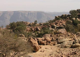 Saudi vegetation