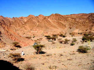 Saudi vegetation