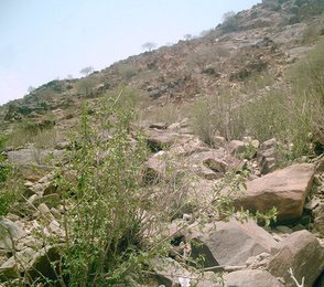 Saudi vegetation