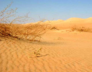 Saudi vegetation