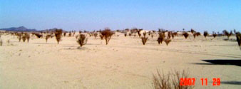 Saudi vegetation