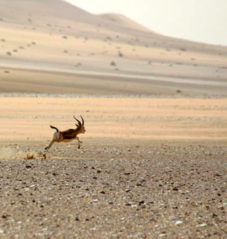 Saudi vegetation