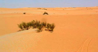 Saudi vegetation