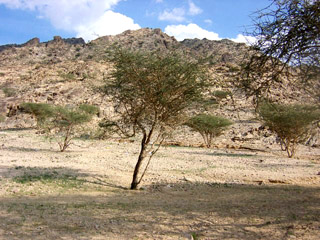 Saudi vegetation