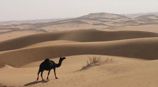 Saudi vegetation