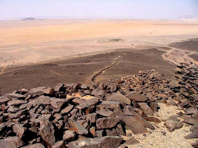 Saudi vegetation