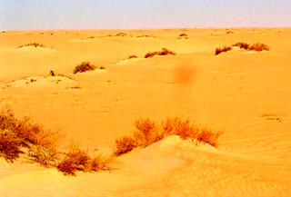 Saudi vegetation