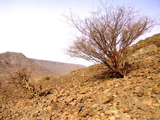 Saudi vegetation