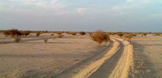 Saudi vegetation