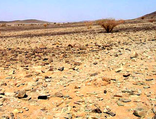 Saudi vegetation