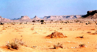 Saudi vegetation