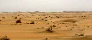 Saudi vegetation